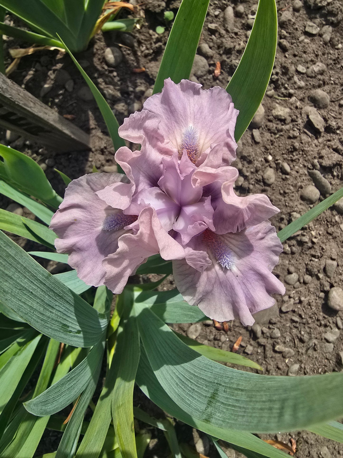 Cheery Blush