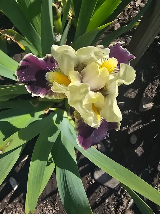 Coconino
